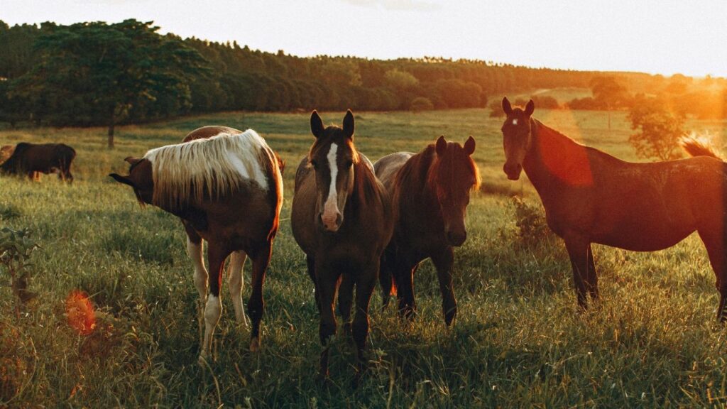 Horses grazing
