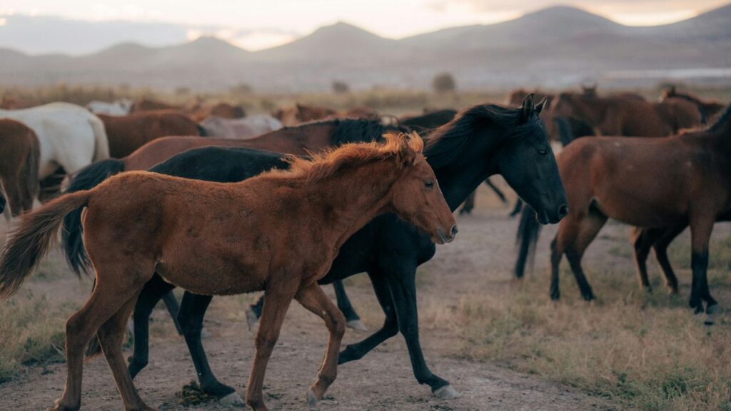 Horses in Large Pastures