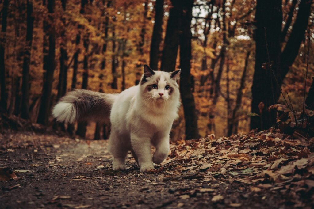 Ragdoll