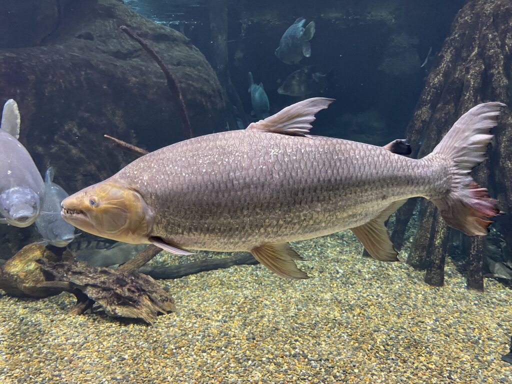 Tigerfish