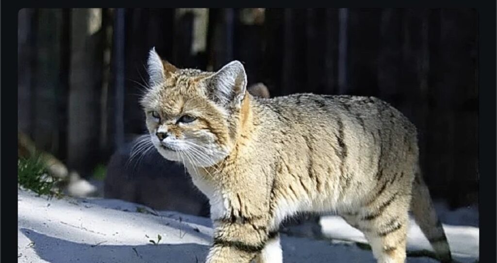 chinese mountain cat