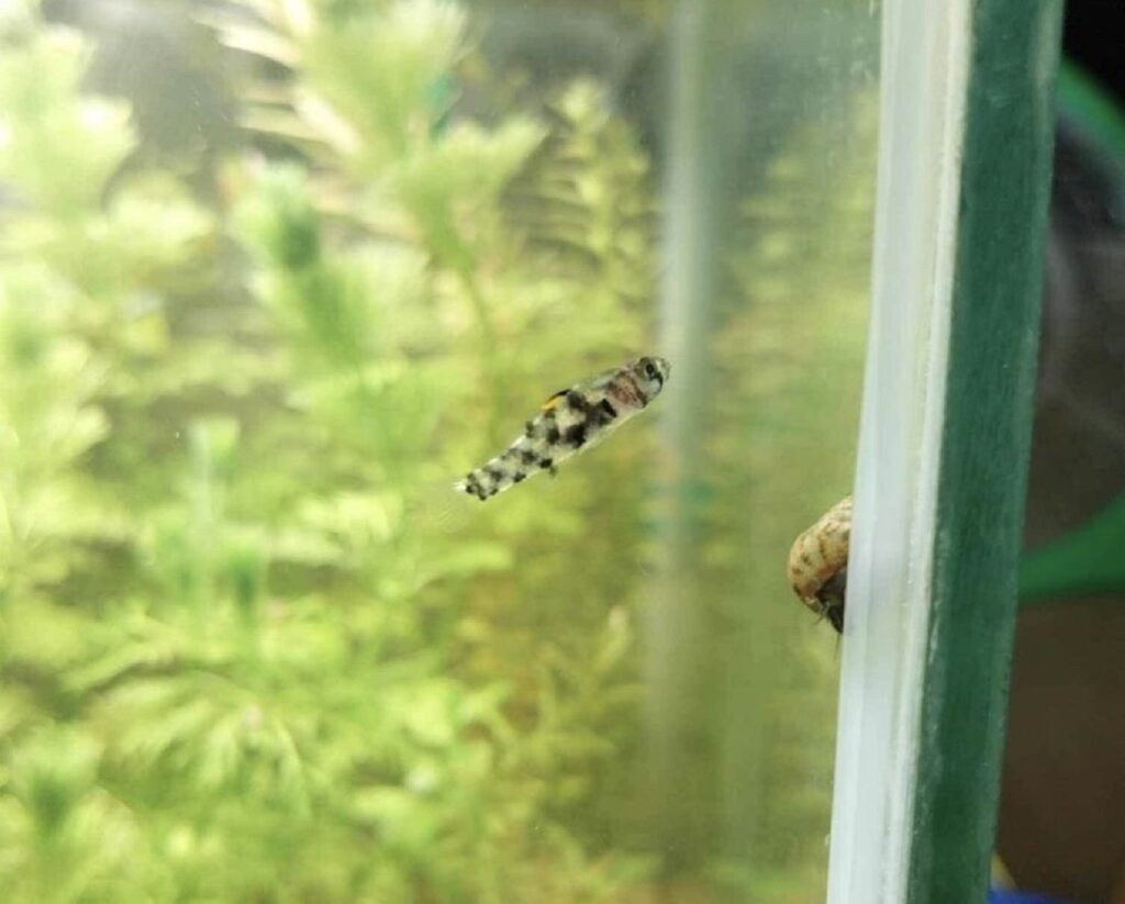 pygmy goby