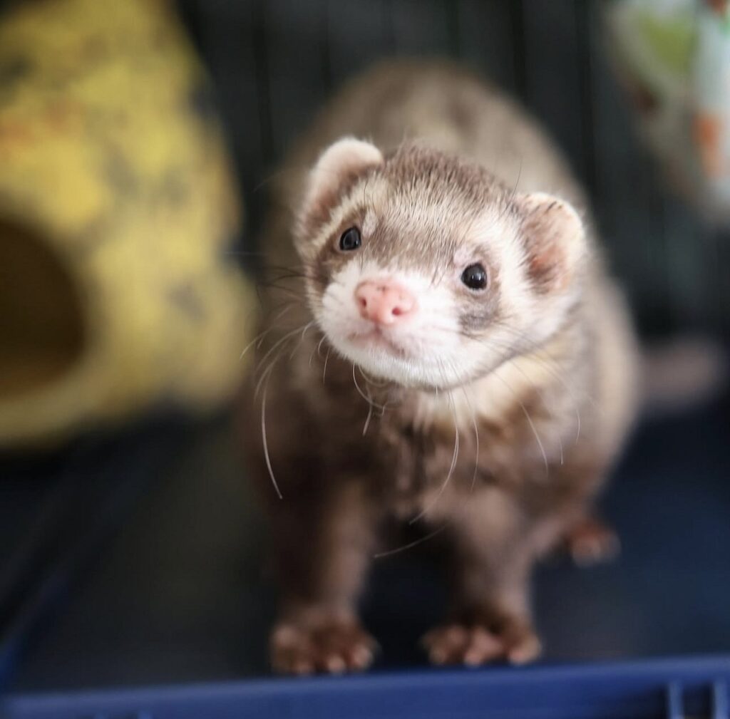 chocolate ferret