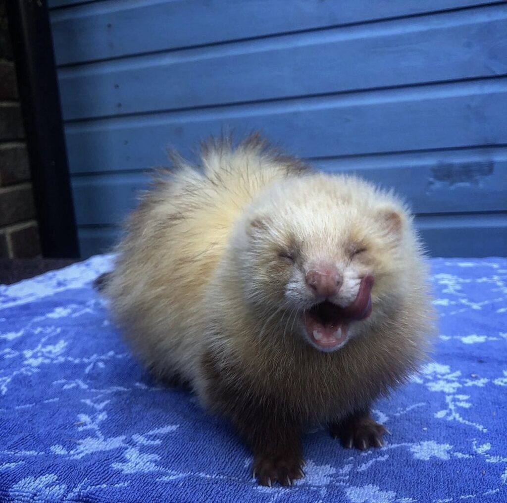 cinnamon ferret