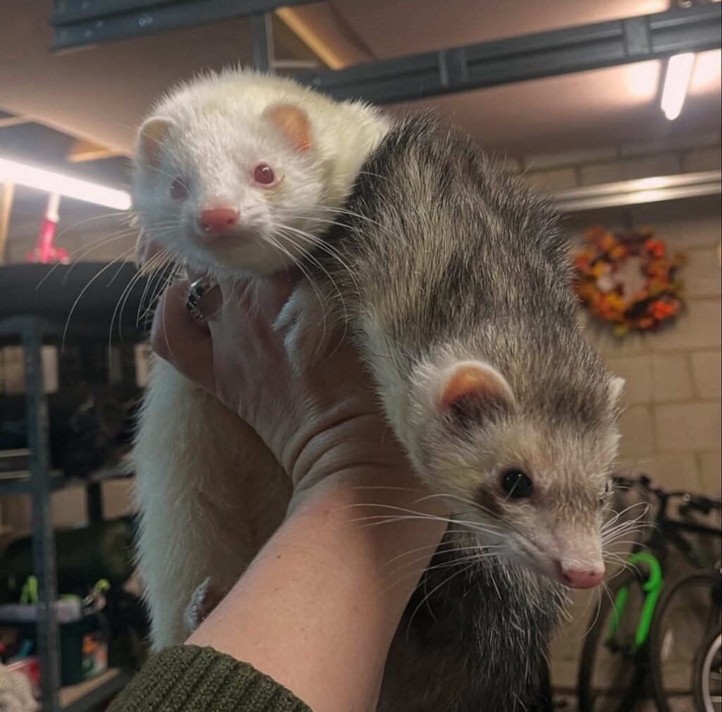 silver ferret