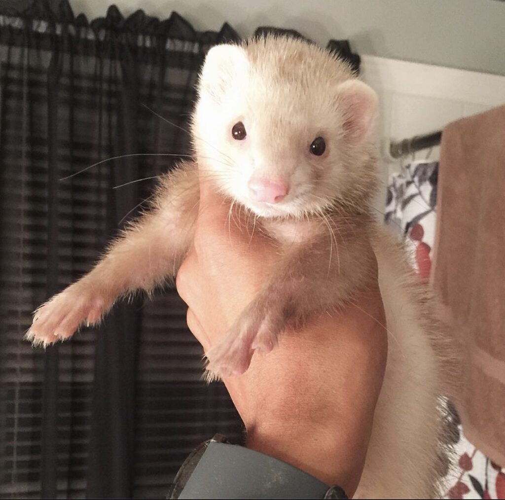 champagne ferret