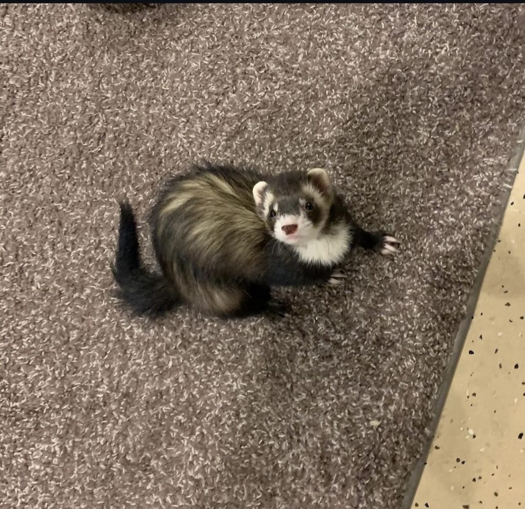 blaze ferret
