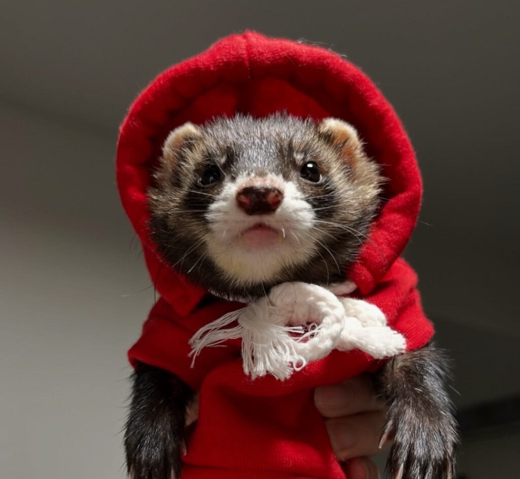 black mask ferret