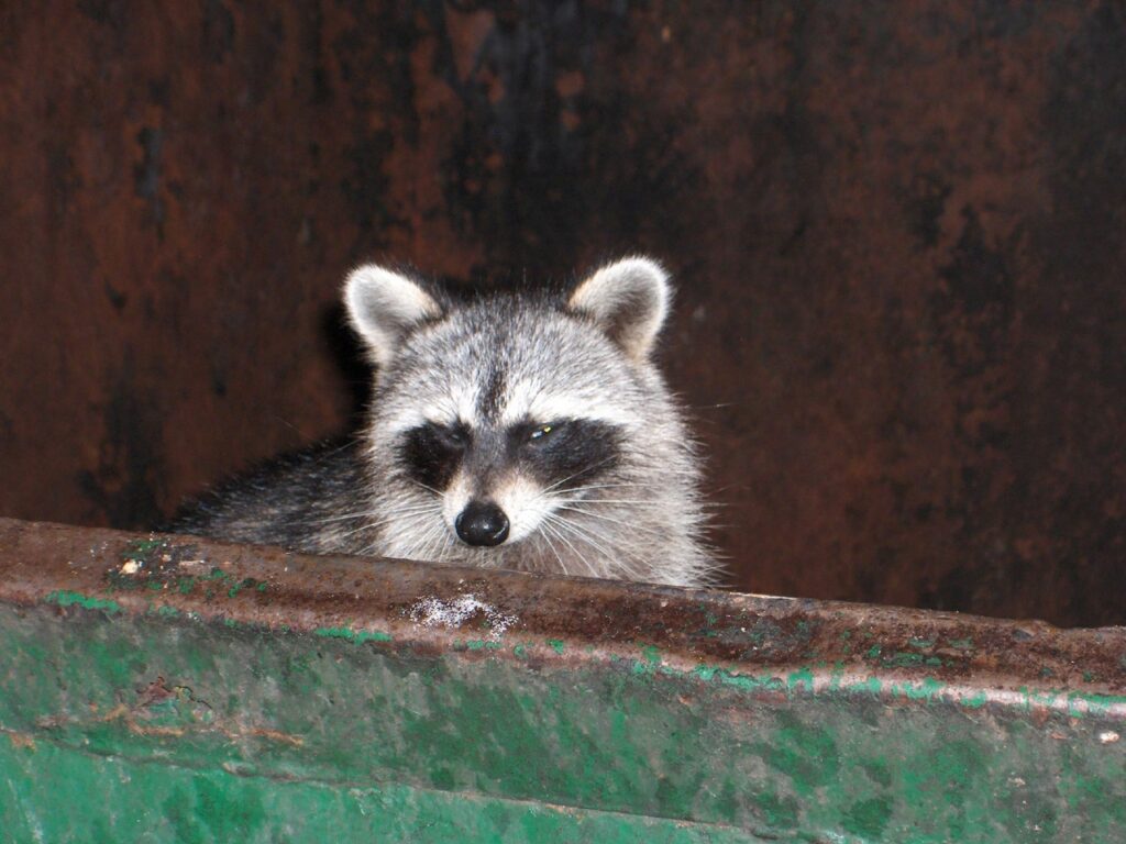 Racoon