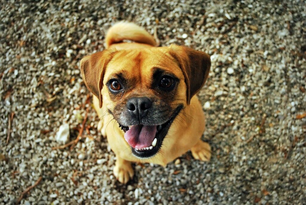 A Dog smiling