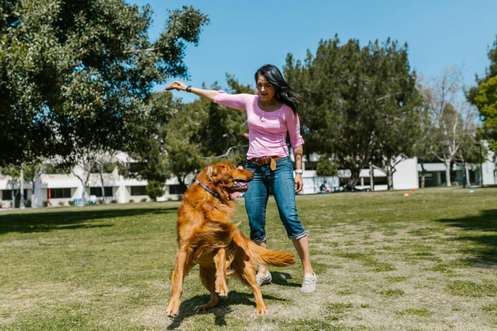 Irish Setter