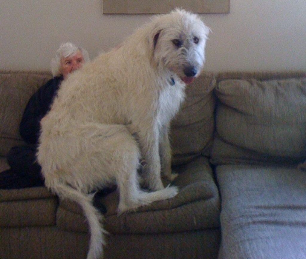 Irish wolfhound on lap