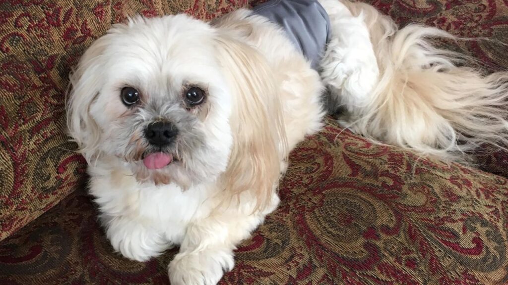 Lhasa Apso
