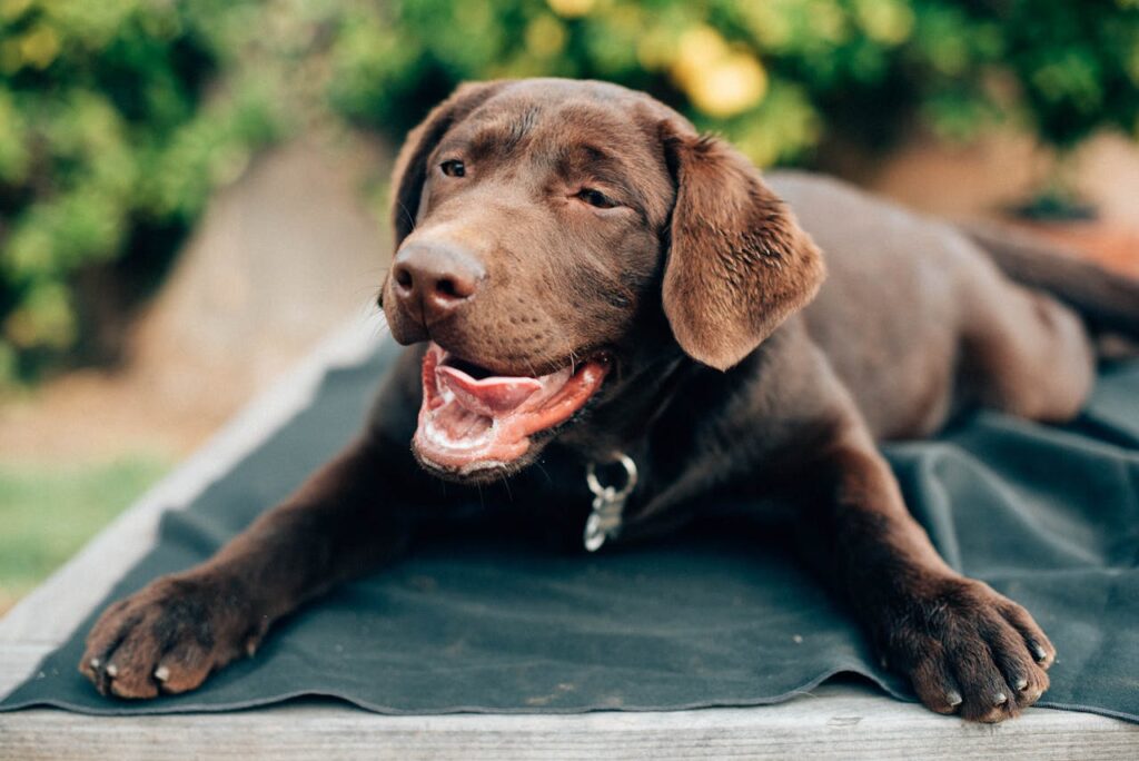 Relaxed Dog