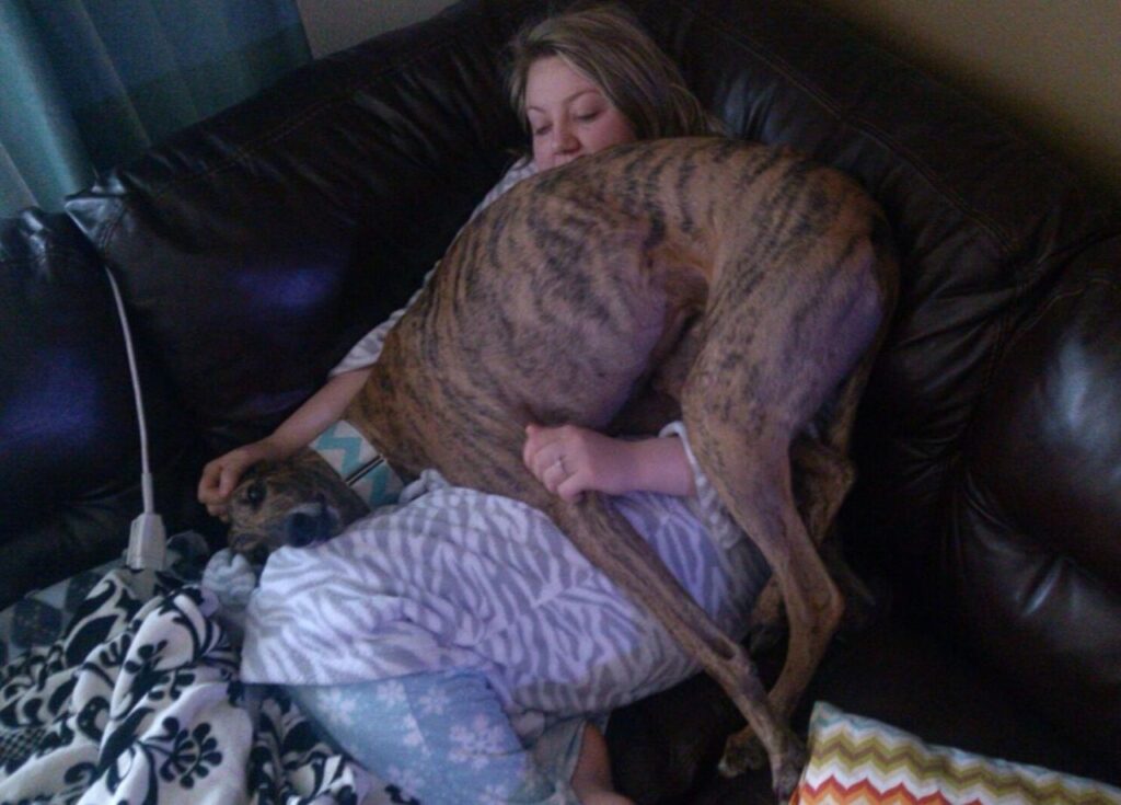 Italian Greyhound on lap