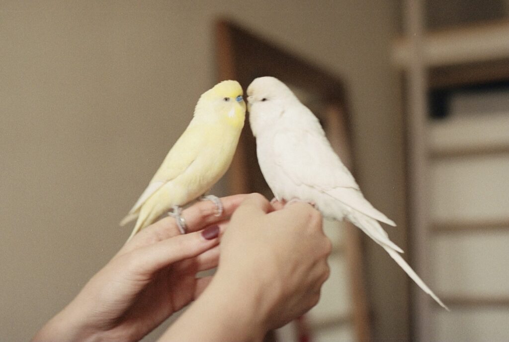 Pet bird at home