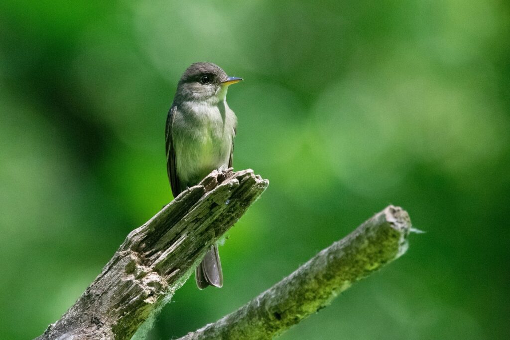 An Eastern Phoebe