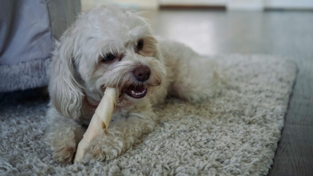 Rawhide Bone Chew Dog