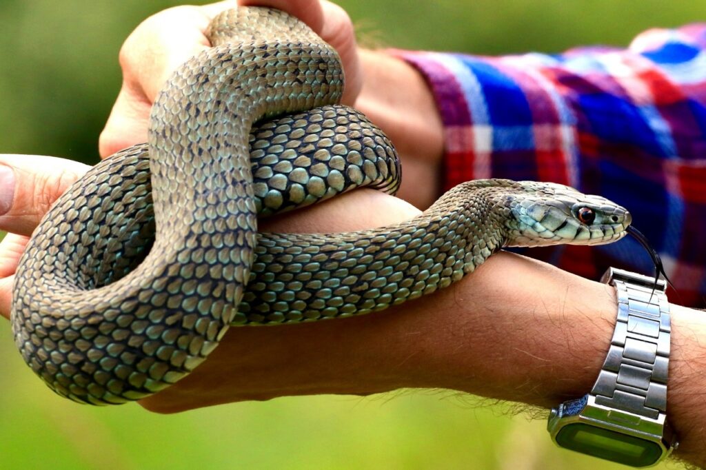 Pet snake