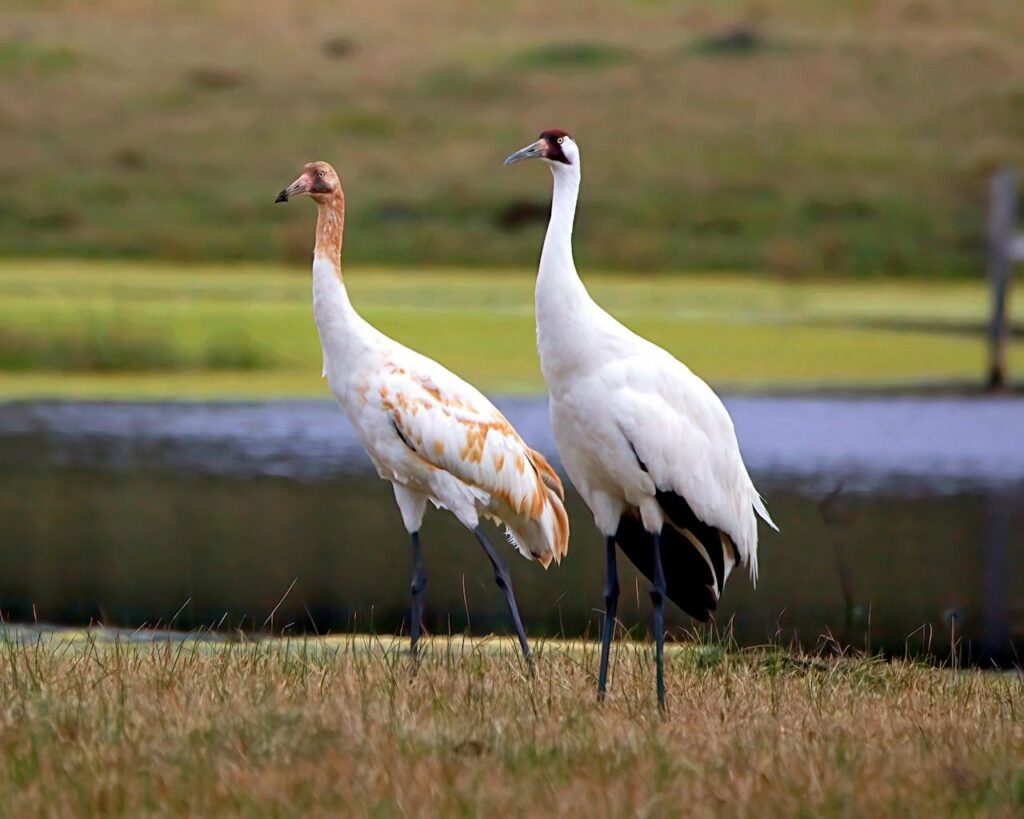 Whooping Crane