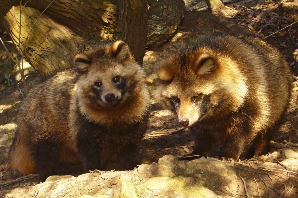 Japanese Racoon Dog