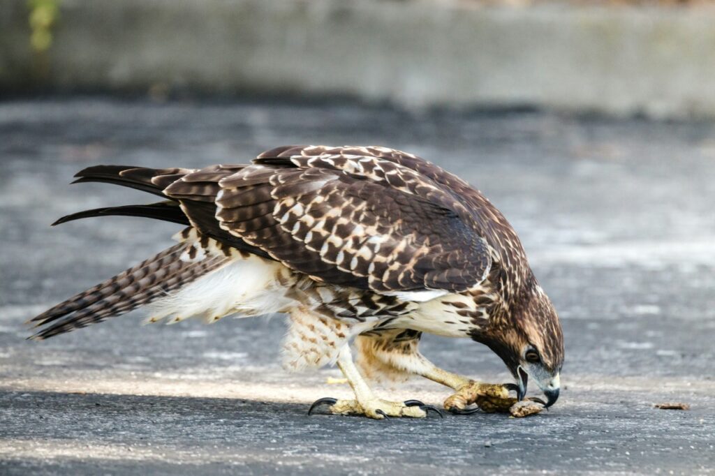 Hawk Eating