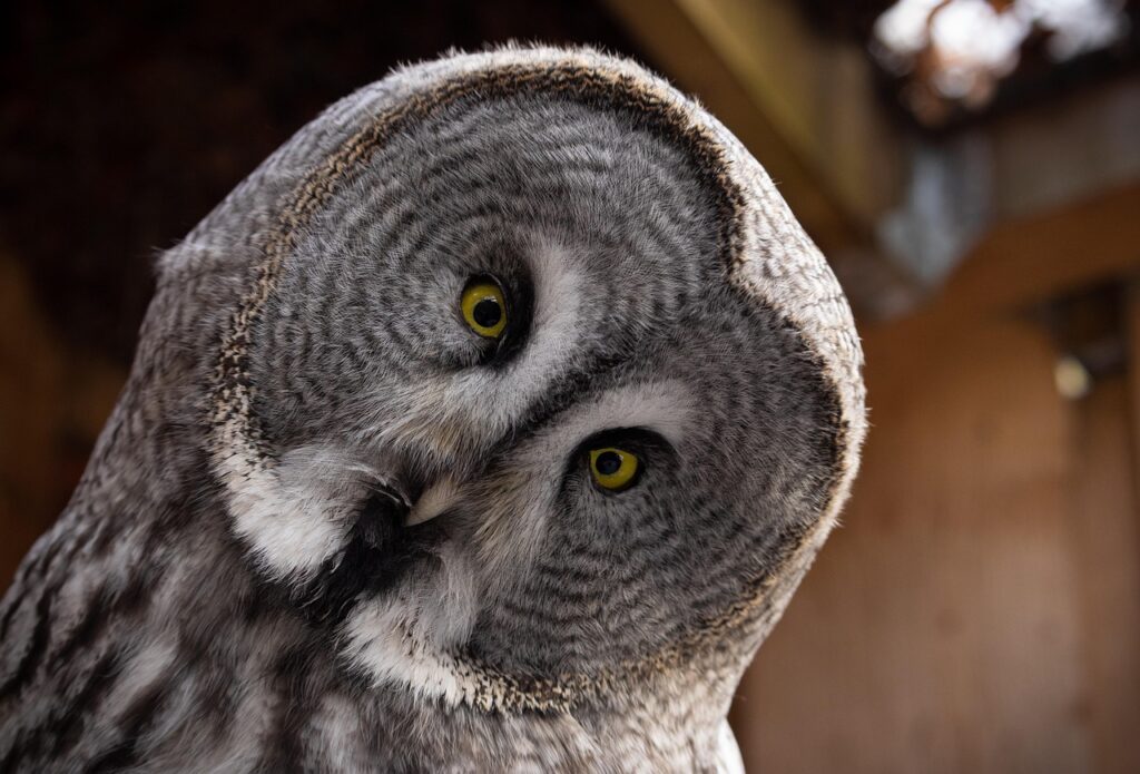 Closeup of a Great gray owl