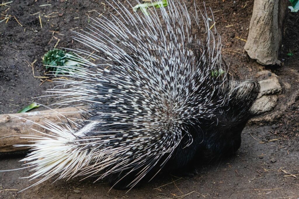 Porcupine