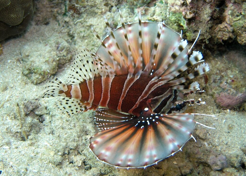 A Dwarf Zebra Lionfish
