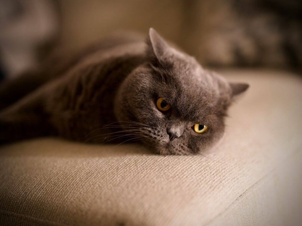 British Shorthair