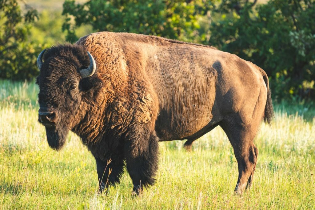 American Bison