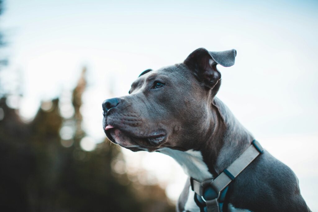 Pit Bull Terrier