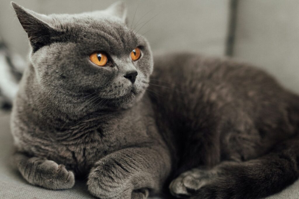 British Shorthair