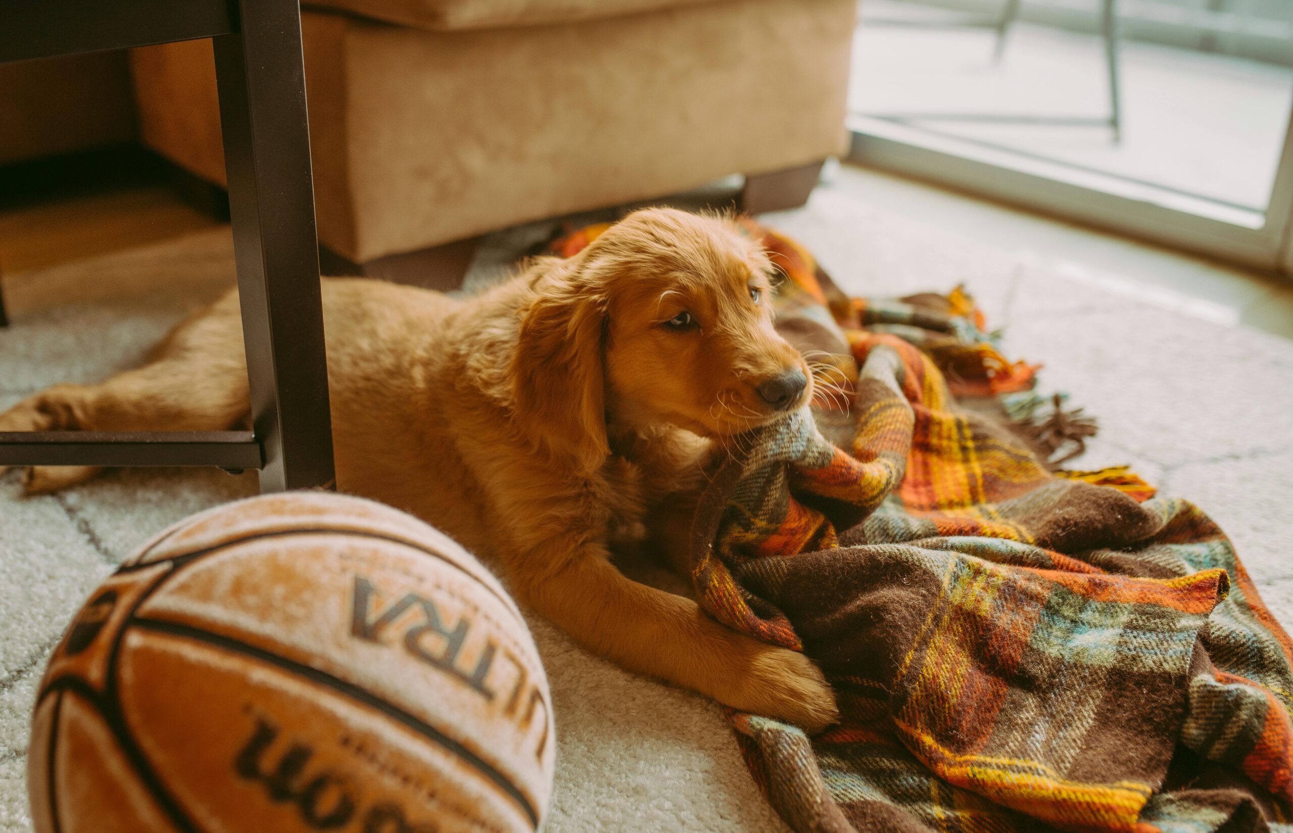 A Destructive Golden Retriever