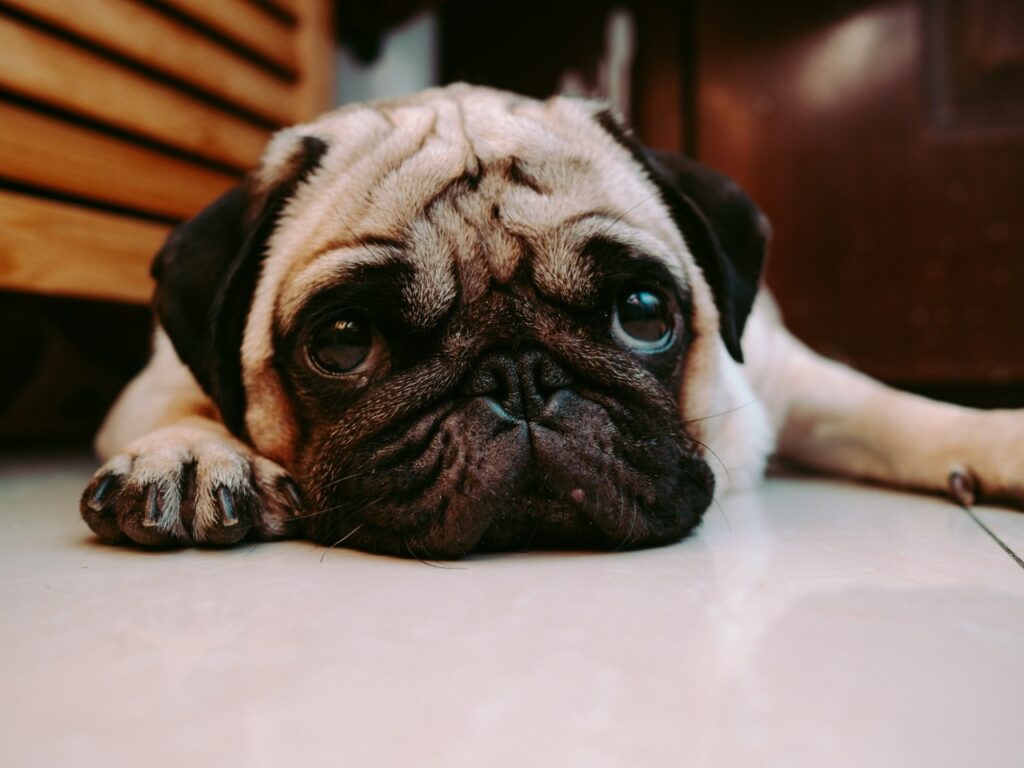 Pug