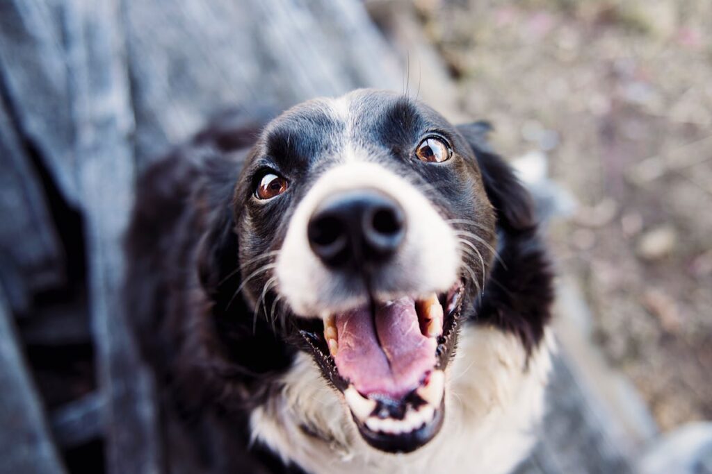 Dog Smiling