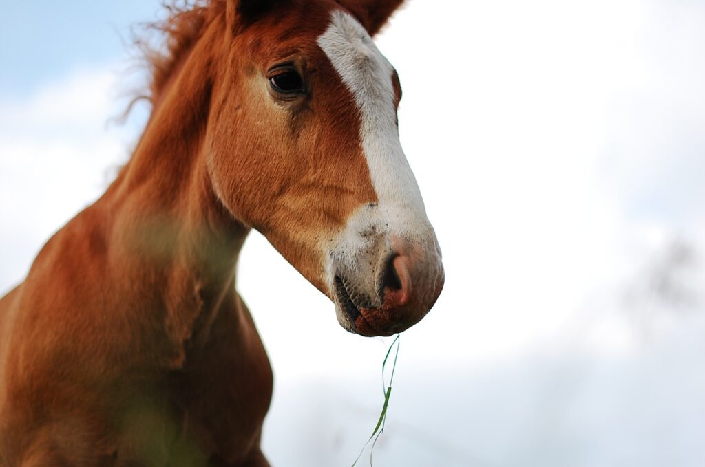 Closeup of horse