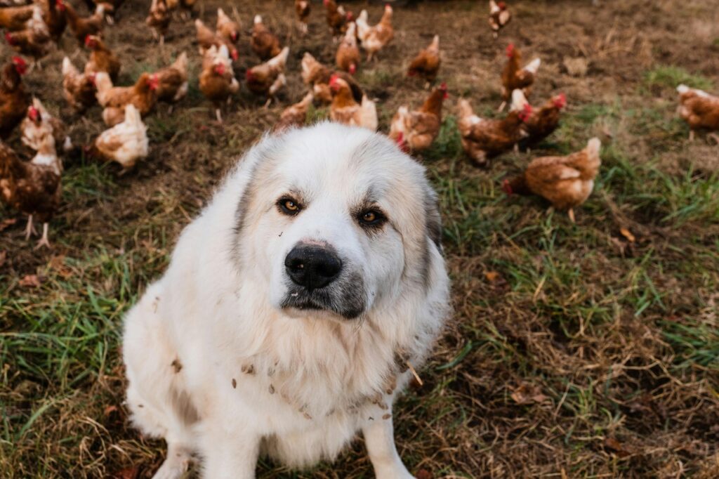 Dog around hen