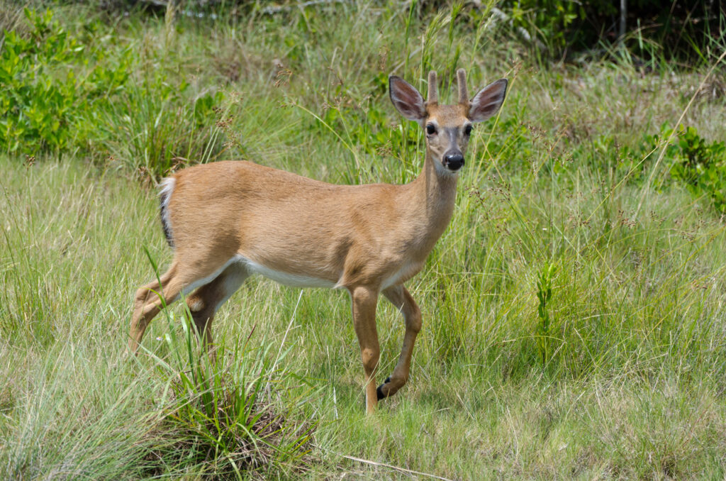 Key deer-2
