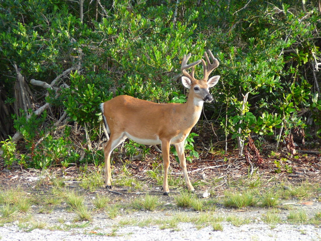 Key_deer_male