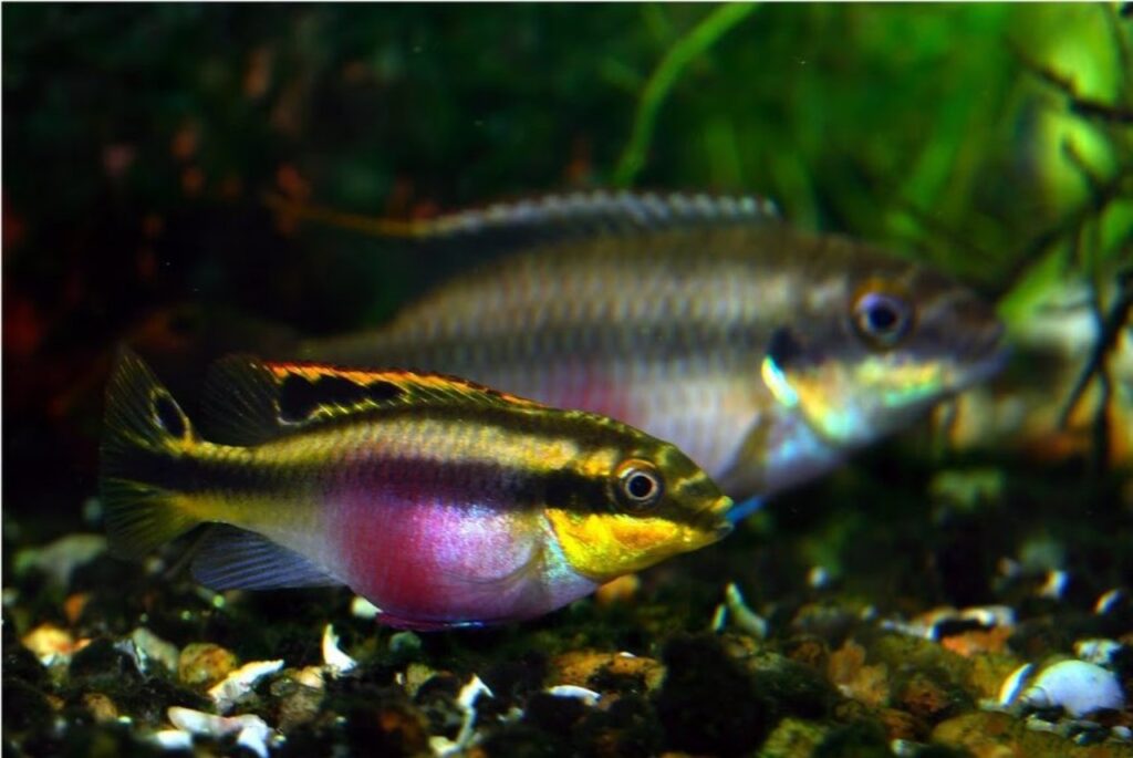 Kribensis (Pelvicachromis pulcher)