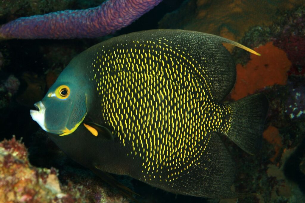 A French Angelfish