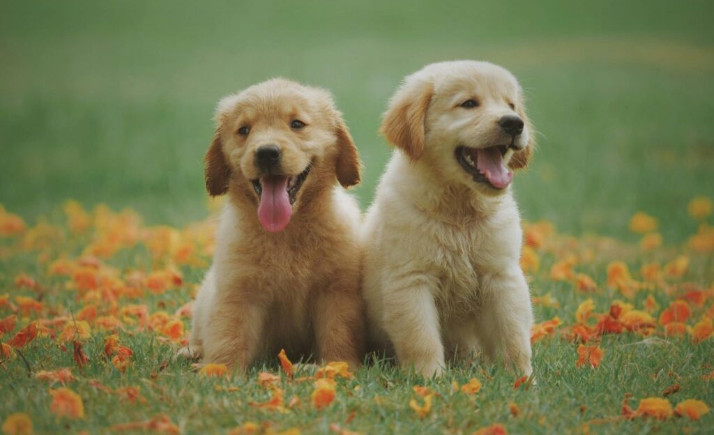 Labrador Puppies
