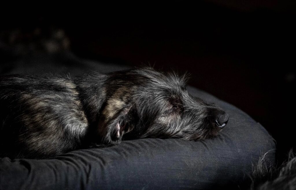 Irish Wolfhound