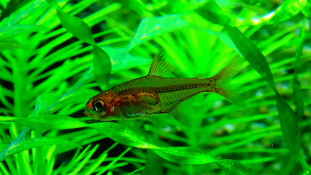 Ember tetra
