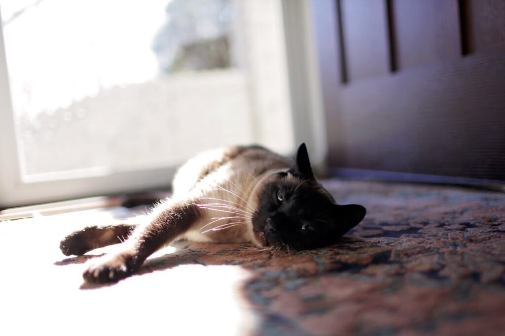 Siamese cat Sunbath