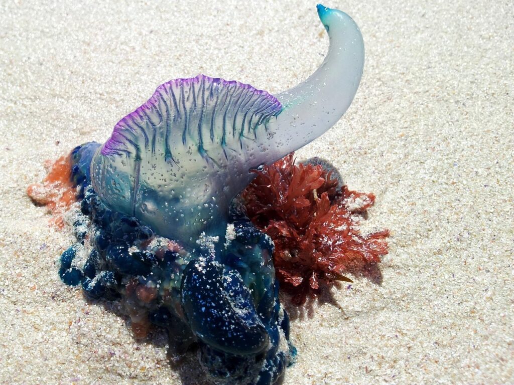 A Portuguese Man O' War