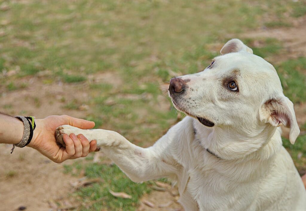 Dog Hold Paw