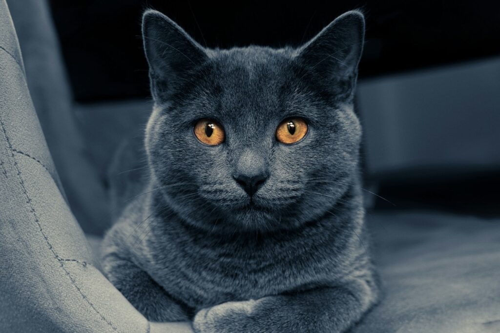 British Shorthair