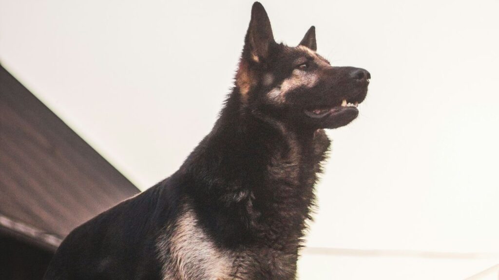 German Shepherd